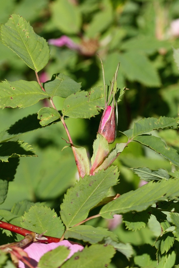 Image of genus Rosa specimen.