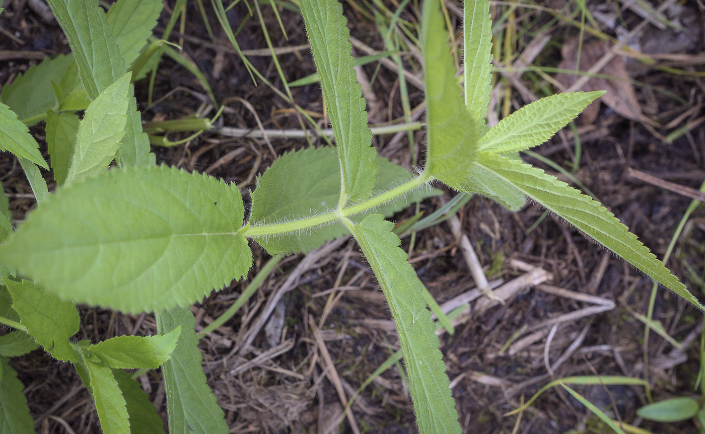 Изображение особи Stachys palustris.