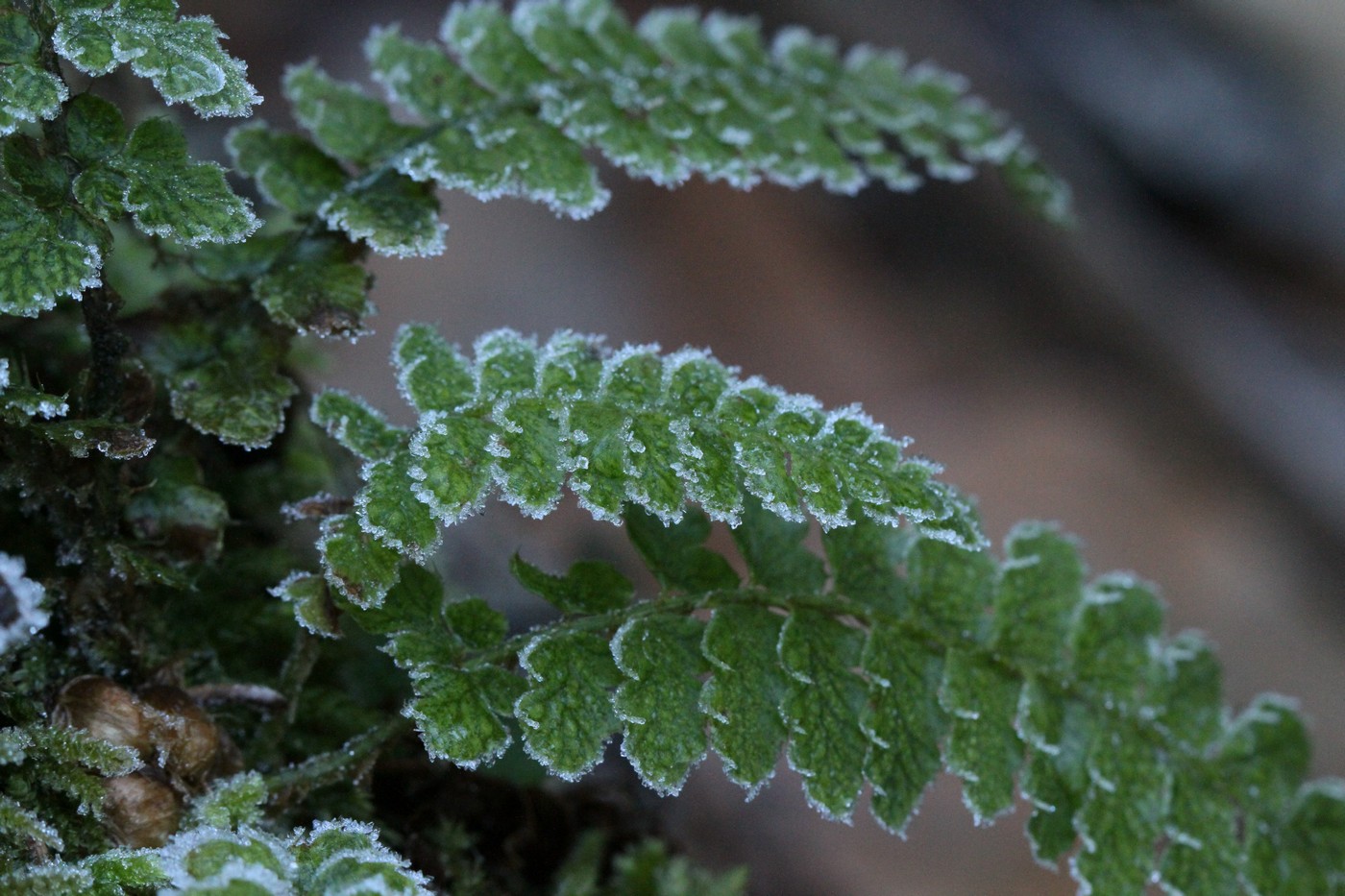 Изображение особи Polystichum braunii.