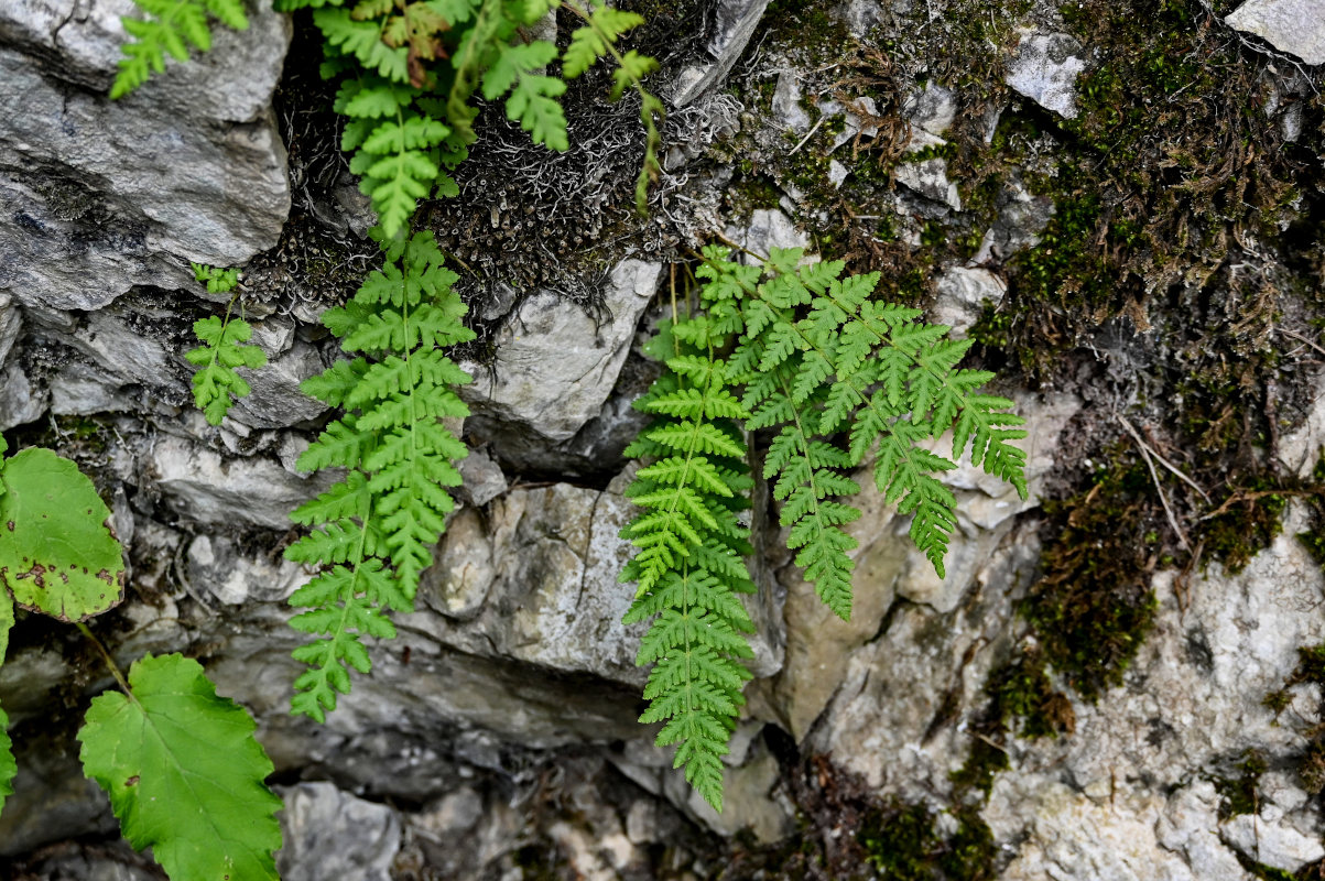 Image of Woodsia caucasica specimen.