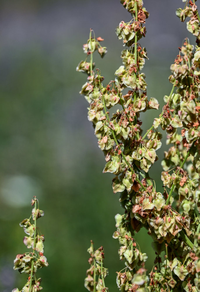 Image of Rumex tianschanicus specimen.