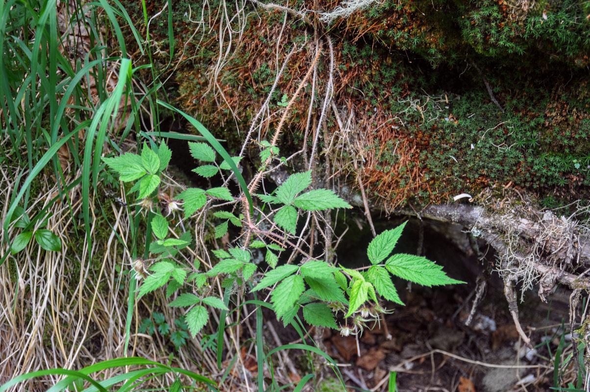 Изображение особи Rubus matsumuranus.