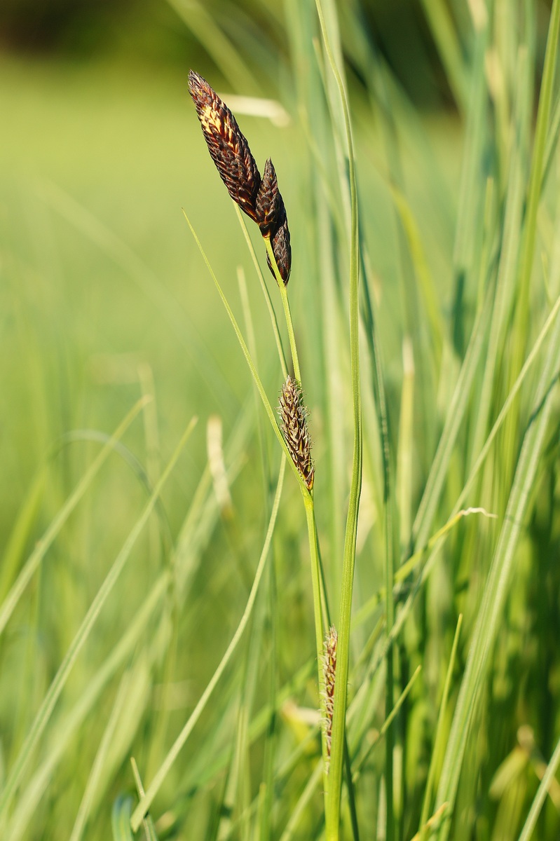 Изображение особи Carex melanostachya.