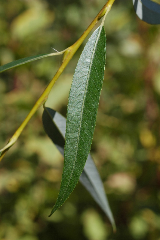 Изображение особи Salix babylonica.