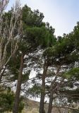 Pinus nigra. Кроны взрослых деревьев. Марокко, обл. Марракеш - Сафи, хр. Высокий Атлас, перевал Тизи-н'Тишка, ≈ 2000 м н.у.м., каменистый склон. 01.01.2023.