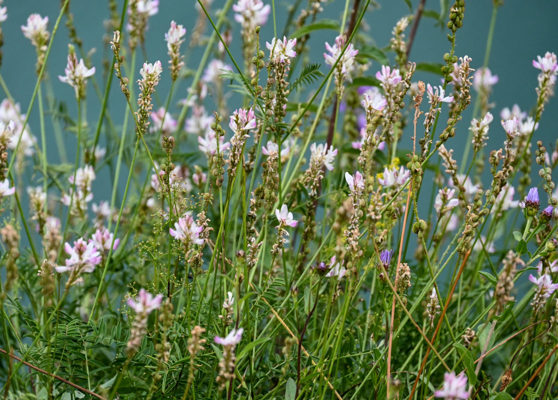 Изображение особи Onobrychis petraea.