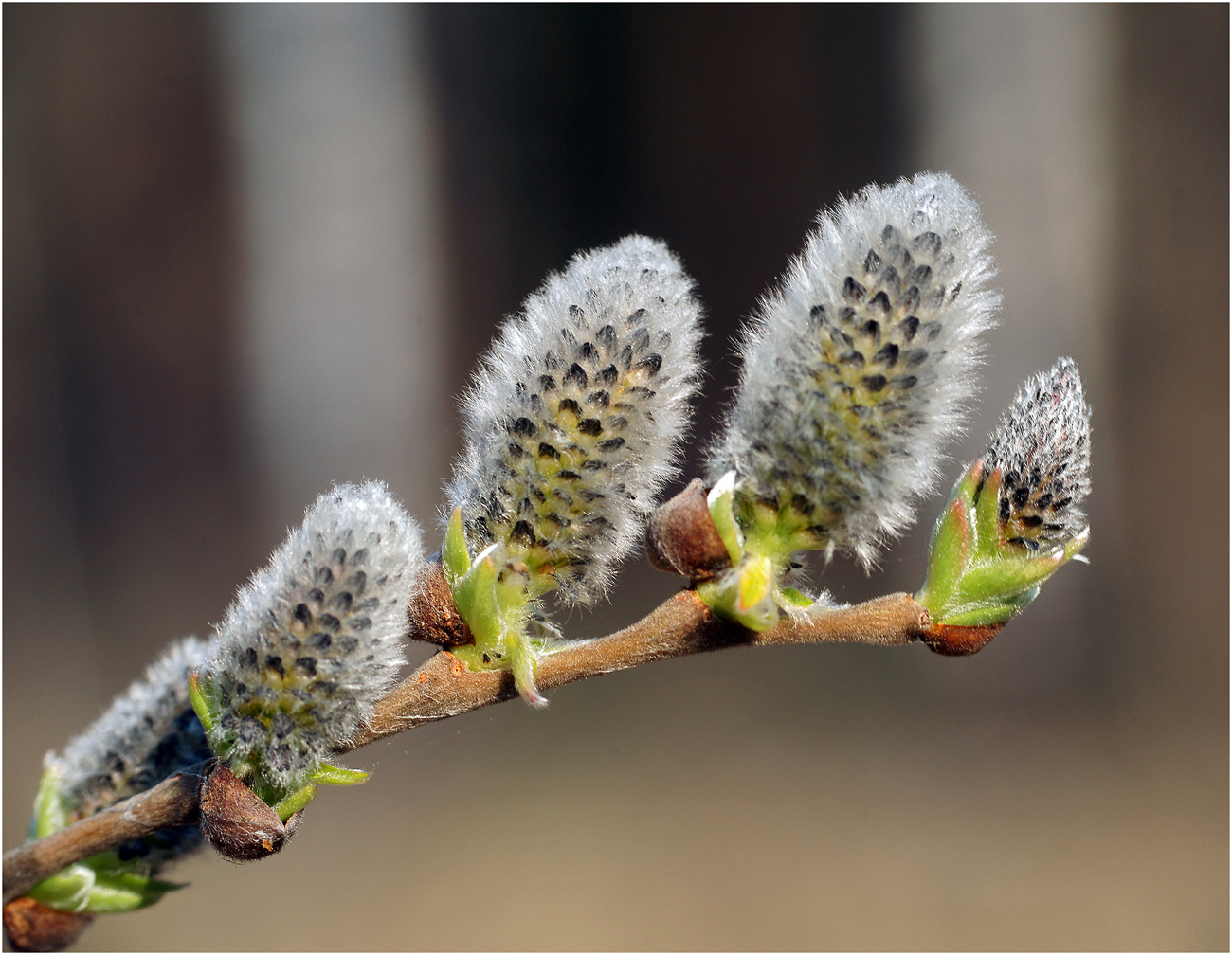 Image of Salix caprea specimen.