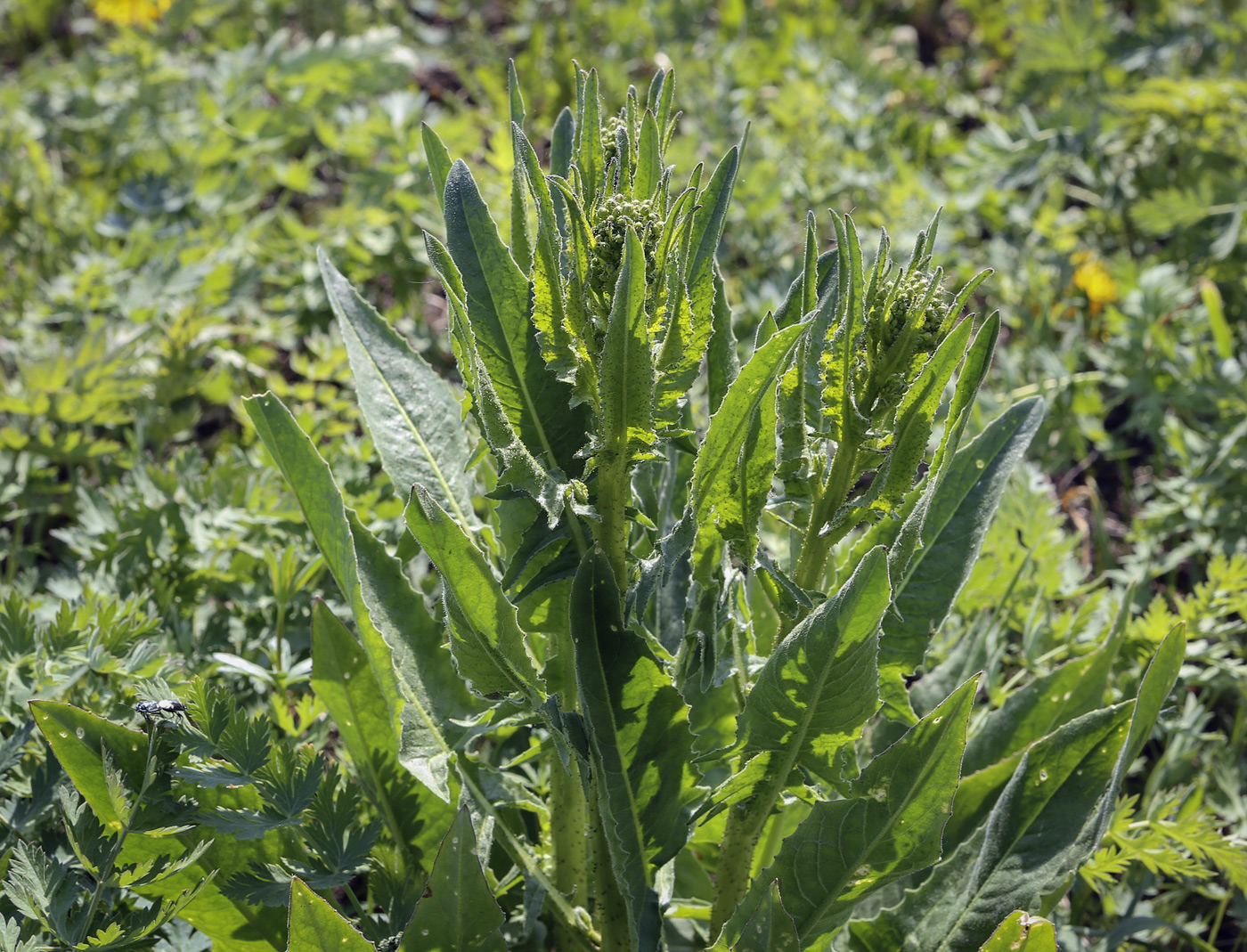 Image of Bunias orientalis specimen.