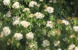 Rosa multiflora. Ветви с соцветиями. Краснодарский край, Черноморское побережье Кавказа, г. Сочи, Дендрарий. 7 июня 2016 г.