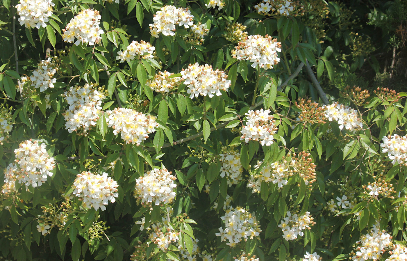 Image of Rosa multiflora specimen.