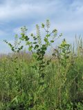 Lepidium perfoliatum