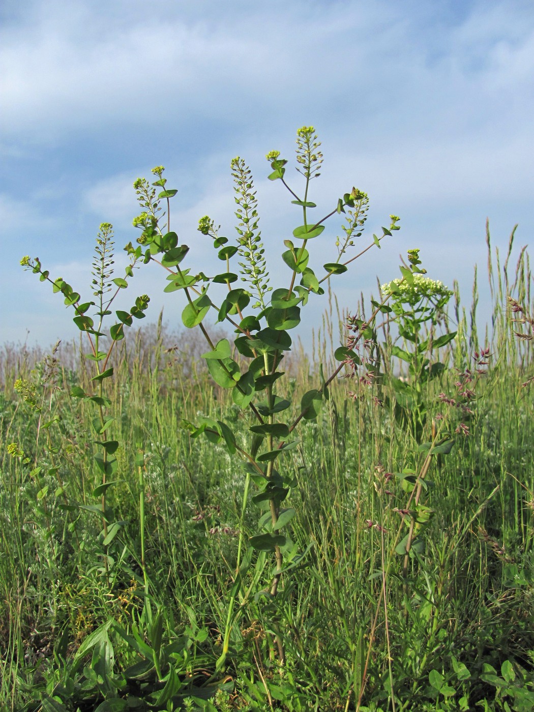 Image of Lepidium perfoliatum specimen.