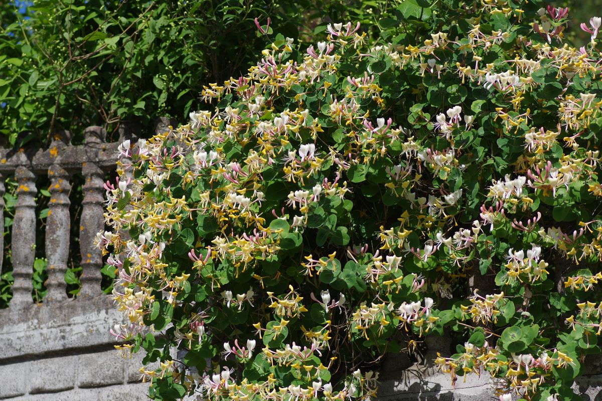 Image of Lonicera caprifolium specimen.