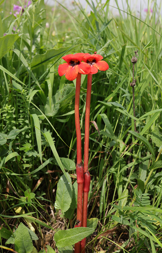 Image of Phelypaea coccinea specimen.