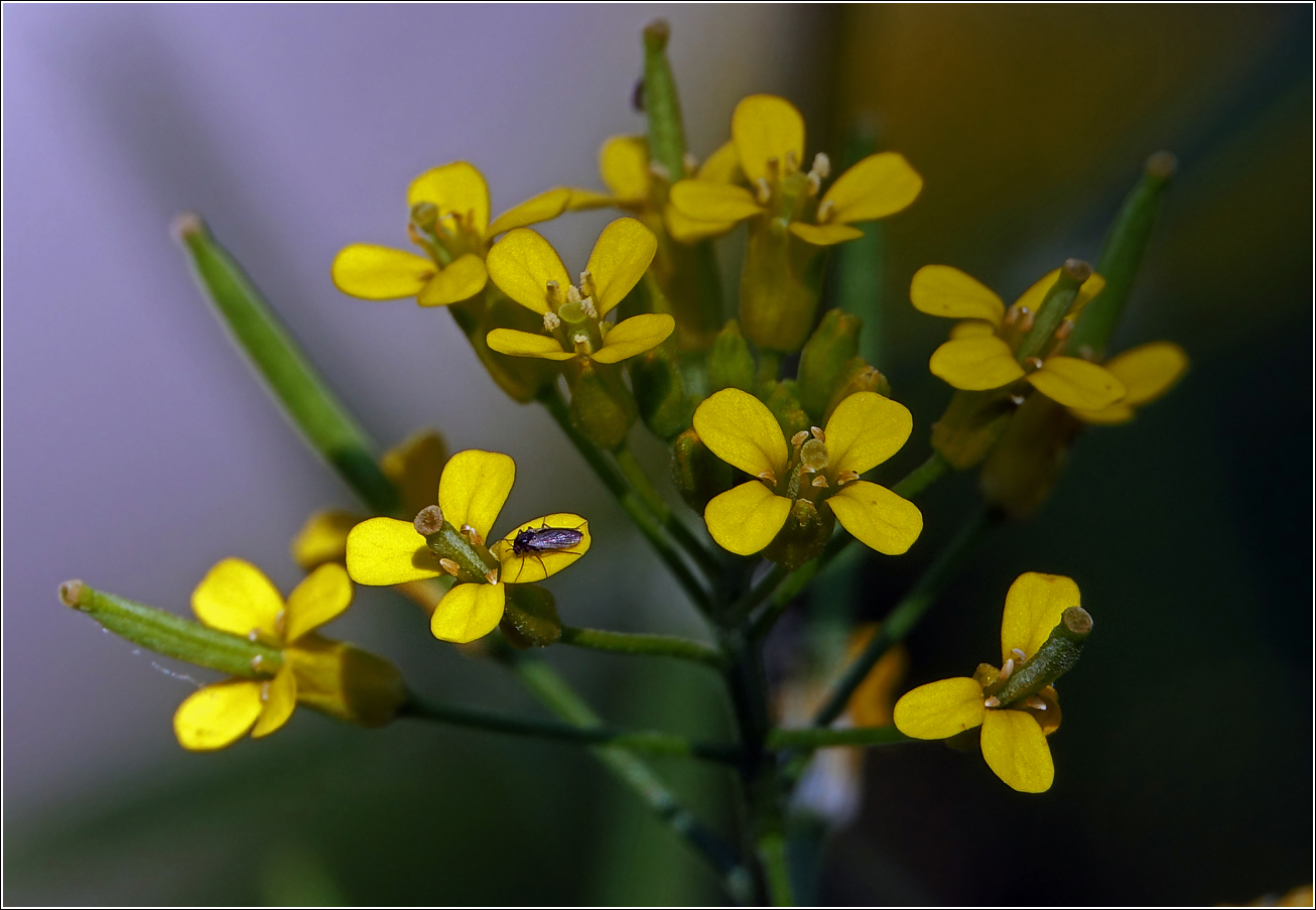 Image of Erysimum cheiranthoides specimen.