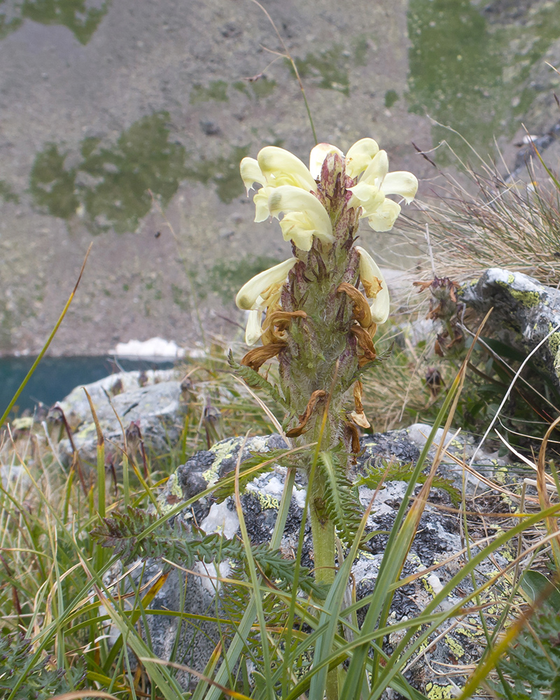Image of Pedicularis chroorrhyncha specimen.