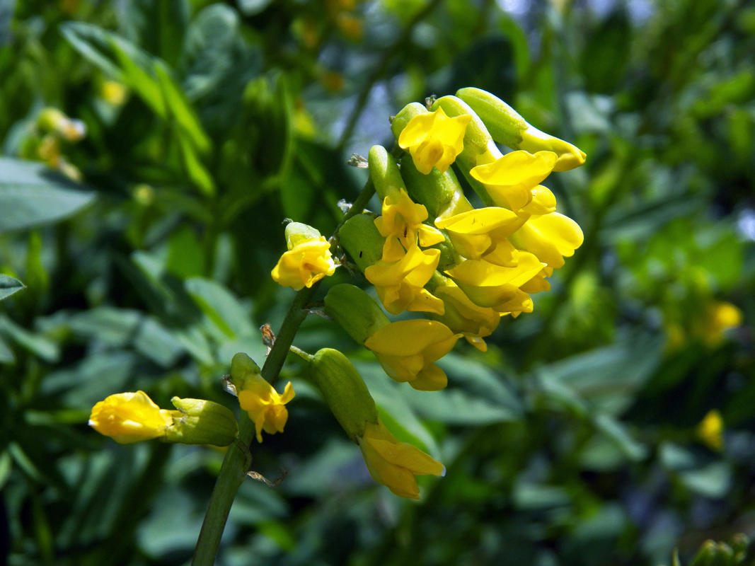 Изображение особи Astragalus tecti-mundi.