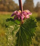 Phlomoides tuberosa. Соцветие и лист. Калужская обл., Тарусский р-н, памятник природы «Тарусский луг», заливной луг. 24.09.2023.