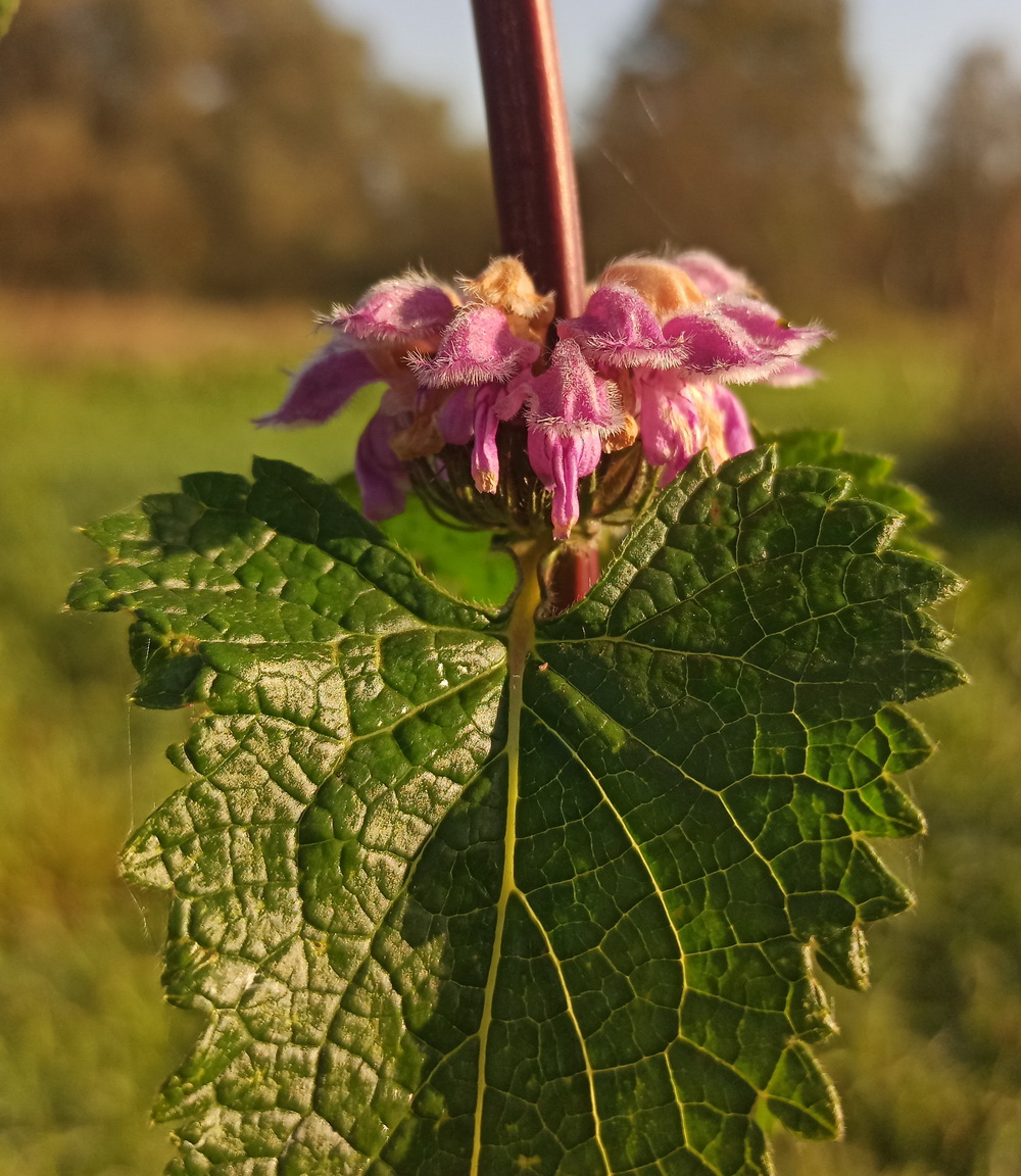 Image of Phlomoides tuberosa specimen.