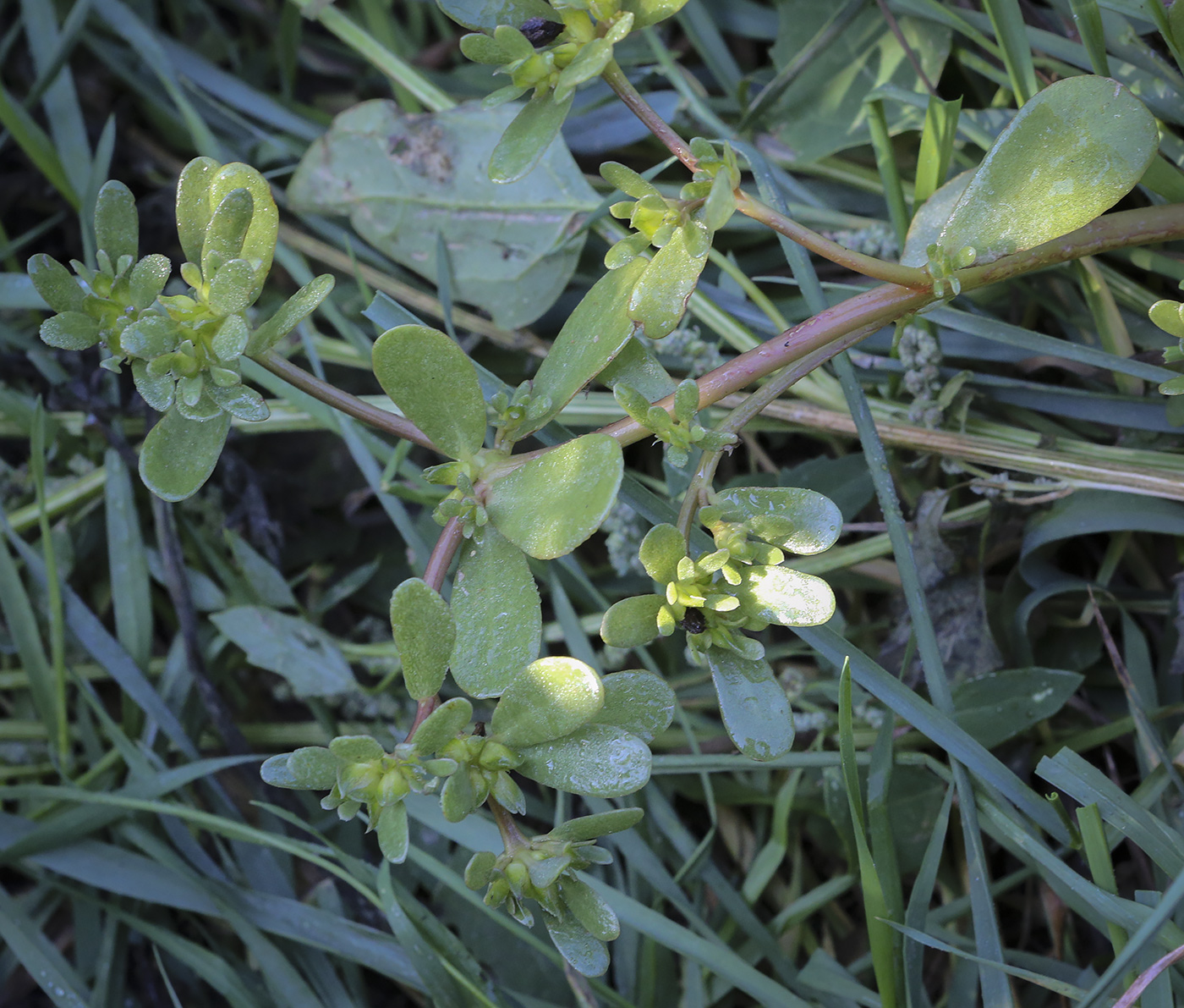 Image of Portulaca oleracea specimen.