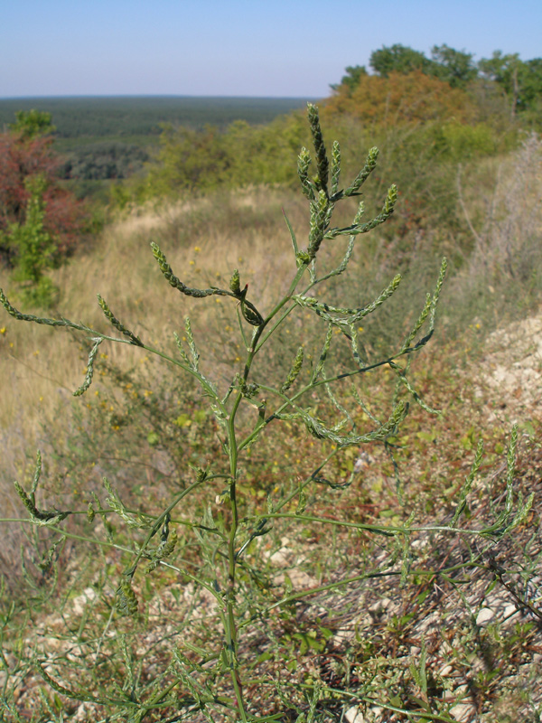 Изображение особи Corispermum orientale.