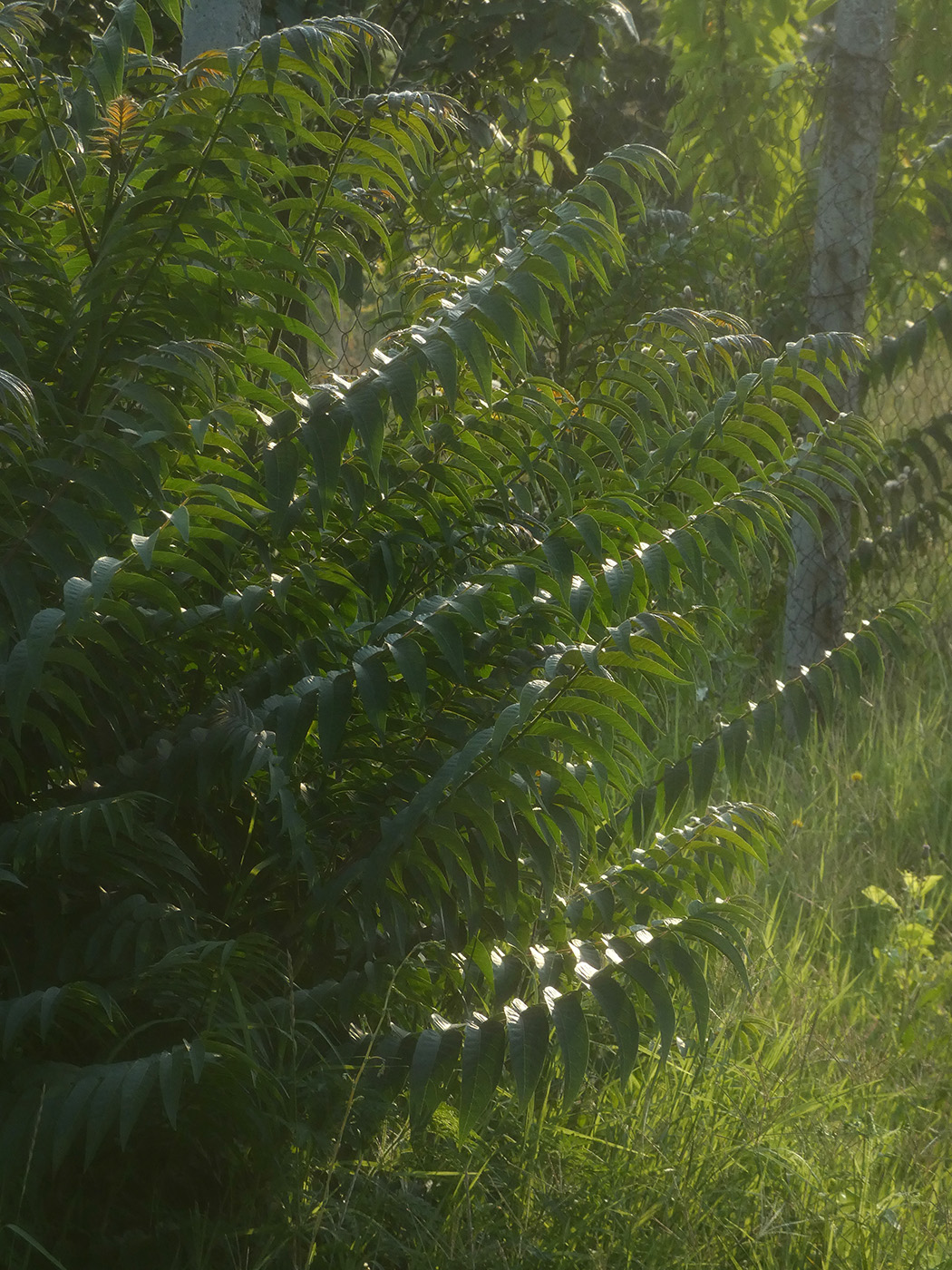 Image of Ailanthus altissima specimen.