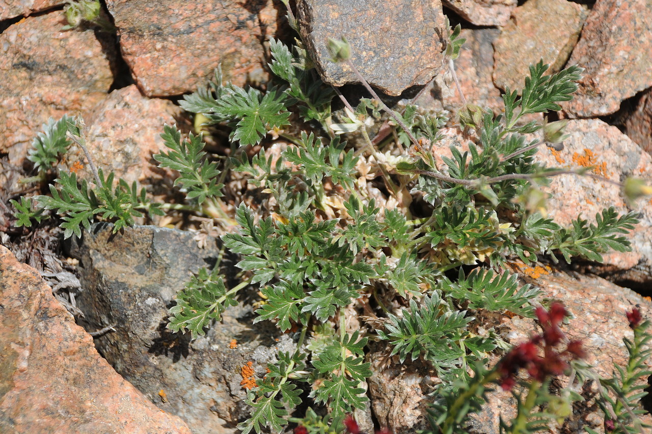 Image of Potentilla pamiroalaica specimen.