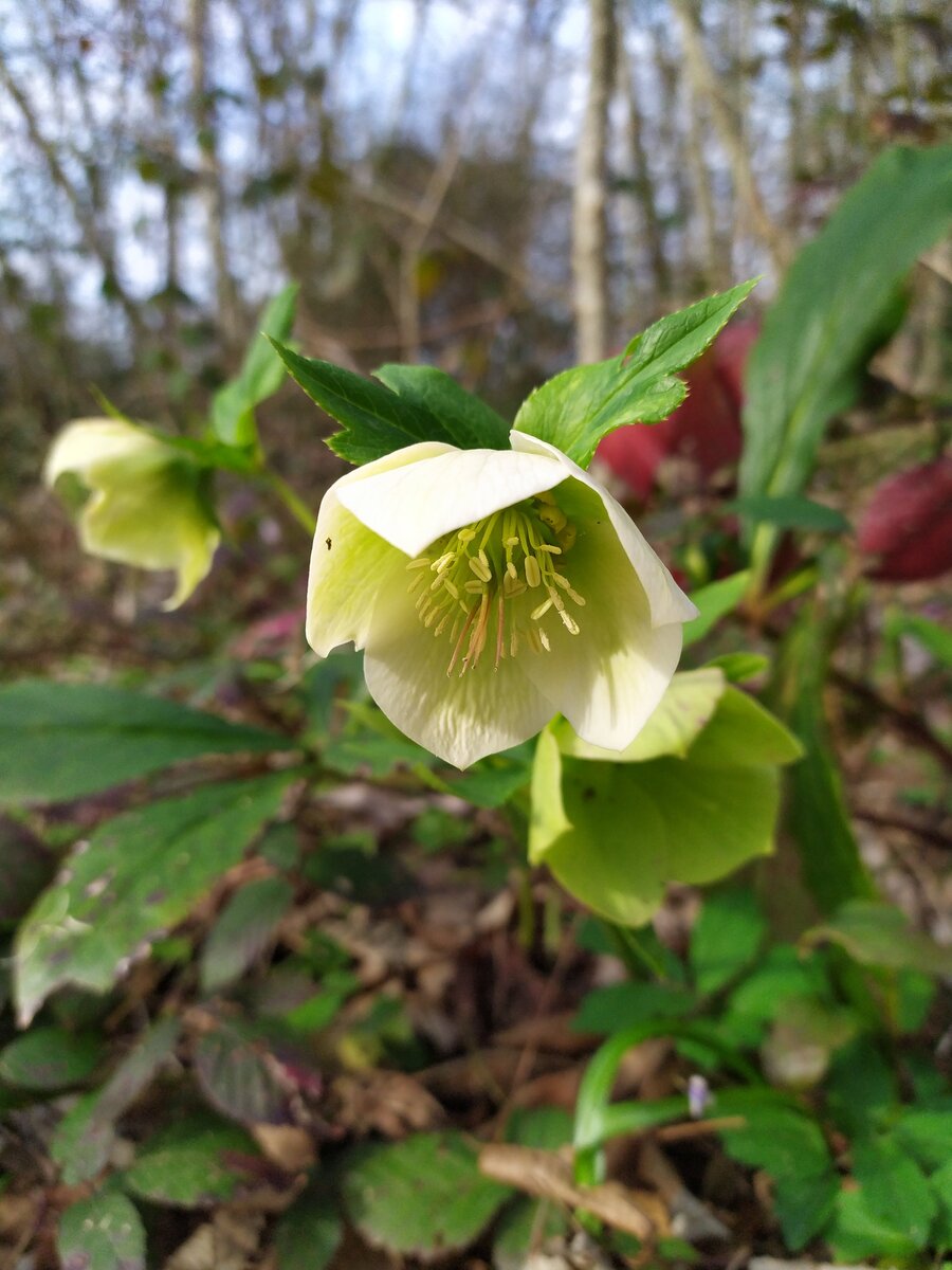 Image of Helleborus caucasicus specimen.