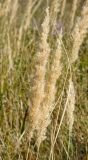 Calamagrostis epigeios. Верхушки досыхающих плодоносящих побегов. Оренбургская обл., Беляевский р-н, Донской сельсовет, Долгие Горы, степной склон. 5 сентября 2023 г.