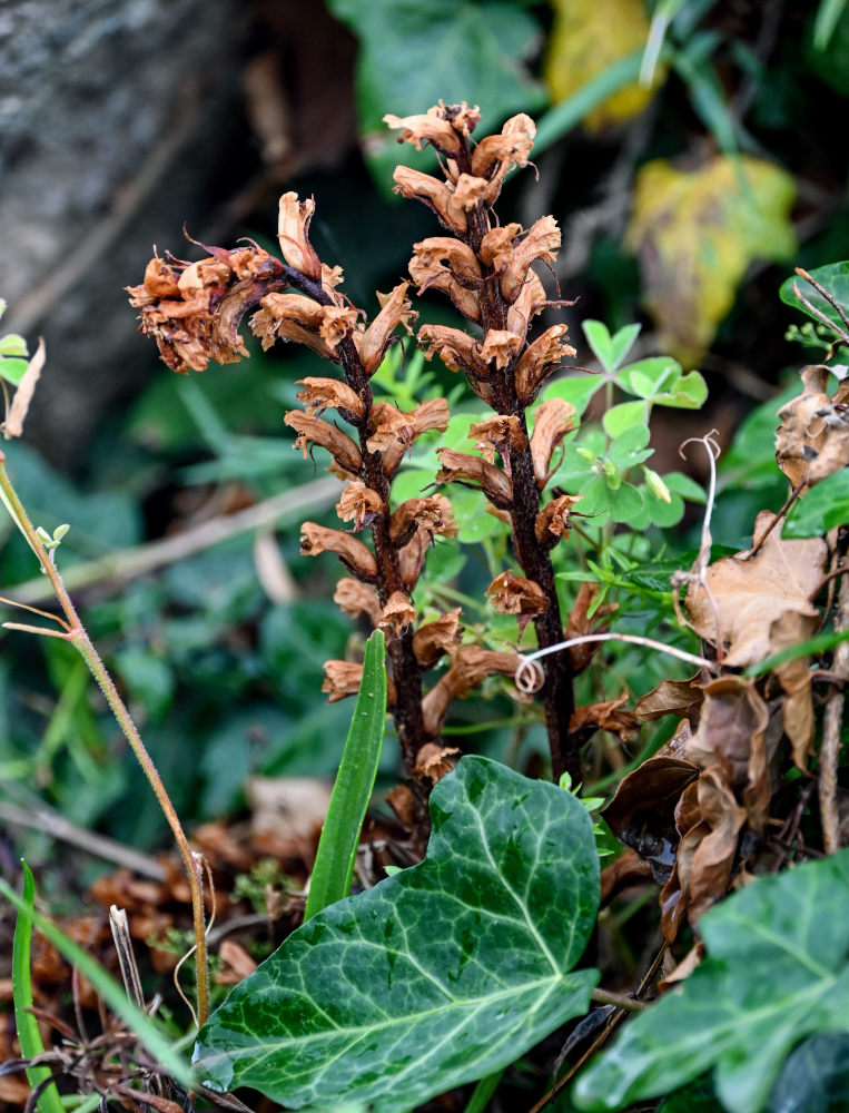 Image of Orobanche hederae specimen.