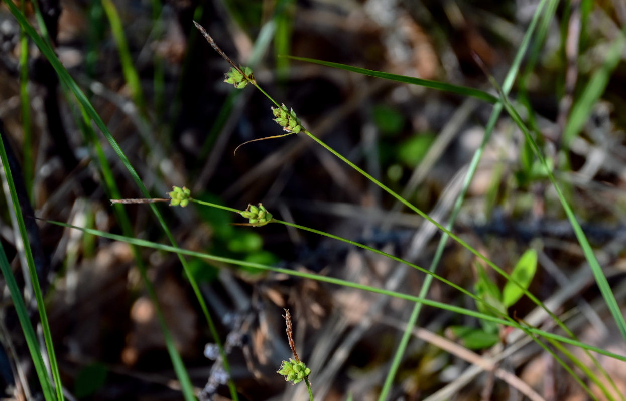 Image of Carex globularis specimen.