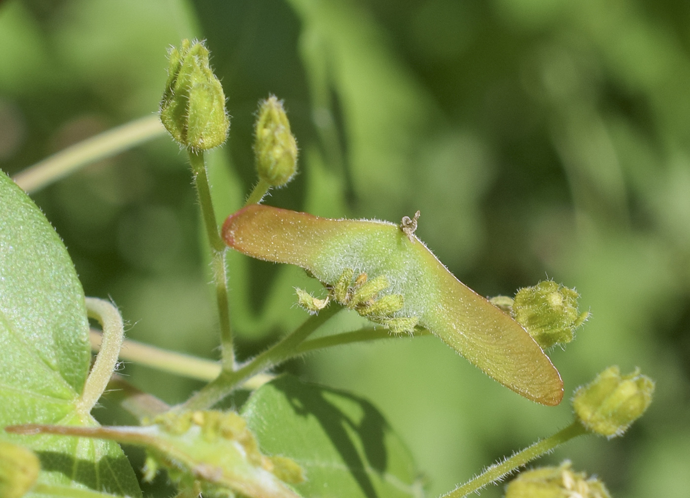 Image of Acer campestre specimen.