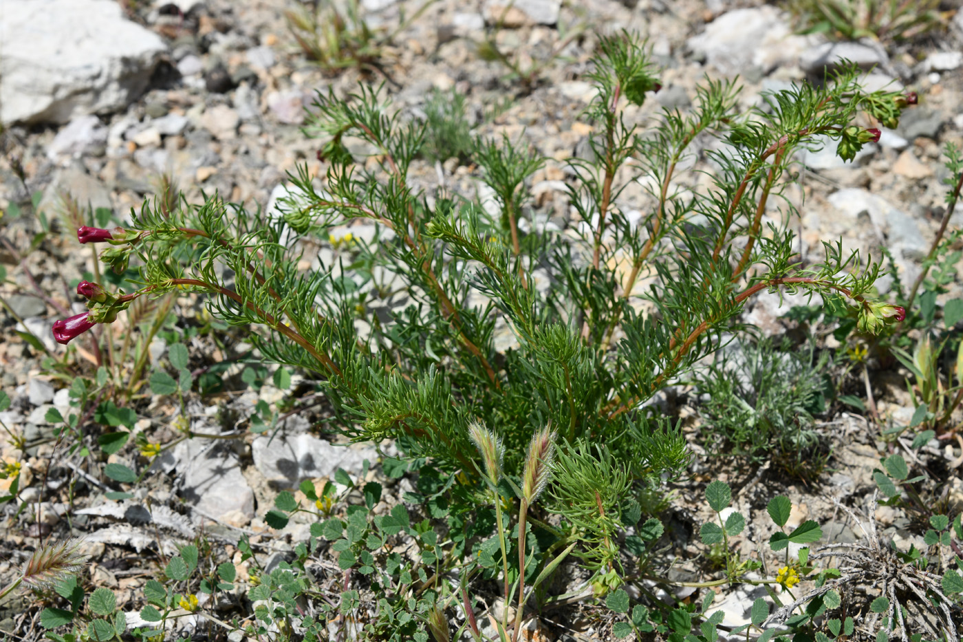 Image of Niedzwedzkia semiretschenskia specimen.