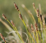 genus Kobresia. Верхушки побегов с соплодиями. Алтай, плоскогорье Укок, долина р. Ак-Алаха (выс. около 2200 м н.у.м.). 24.07.2010.