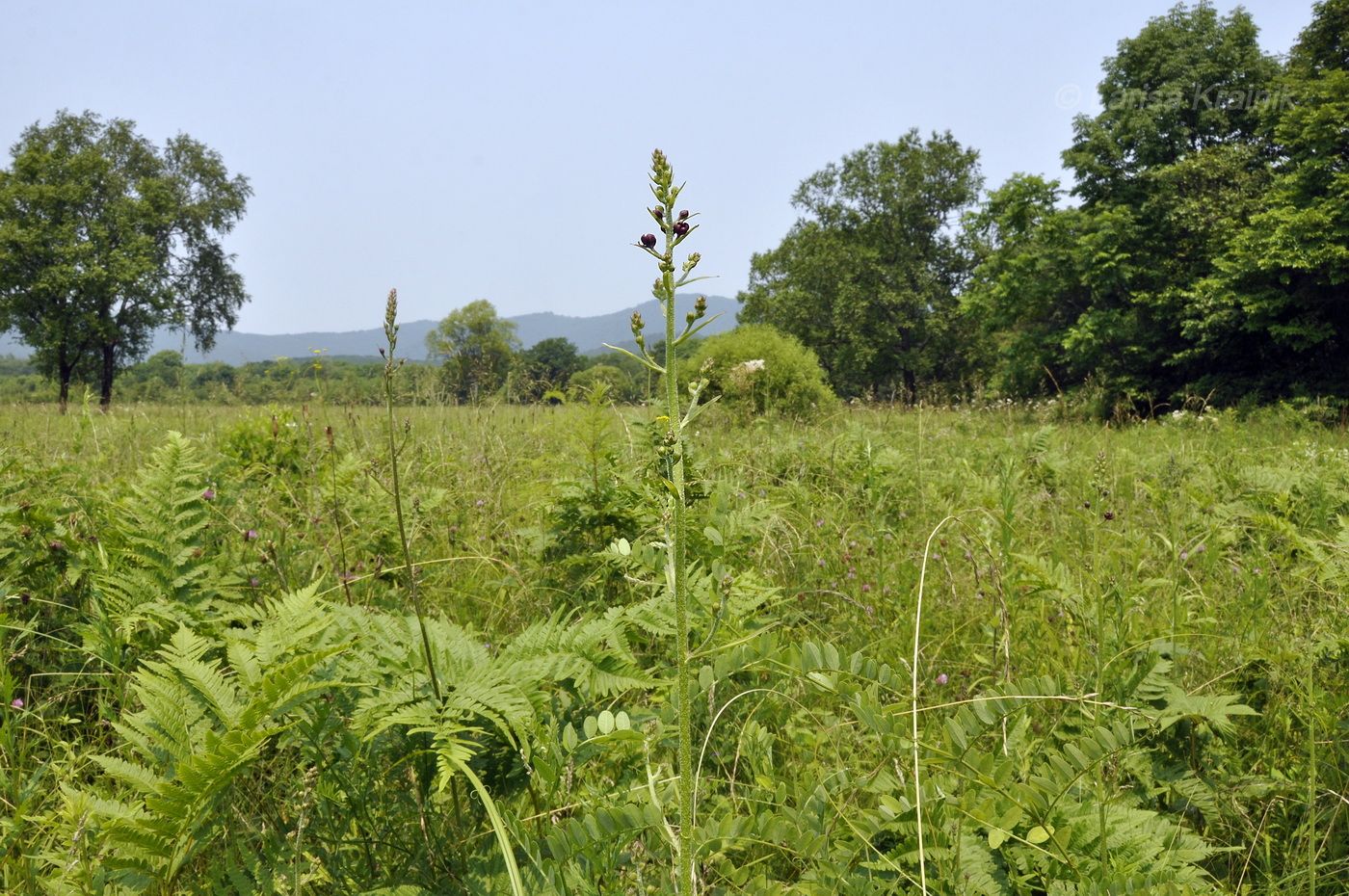 Image of Veratrum maackii specimen.