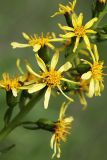 Смотреть изображение Ligularia splendens