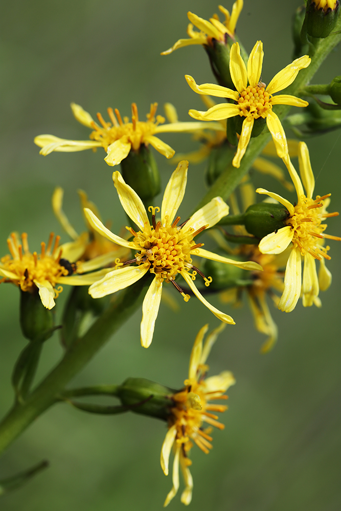 Image of Ligularia splendens specimen.