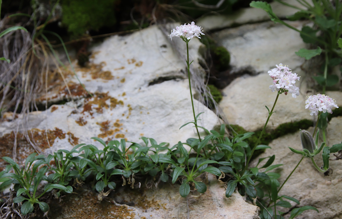 Изображение особи Valeriana saxicola.