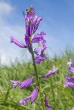 Polygala major