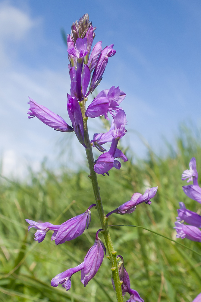 Изображение особи Polygala major.