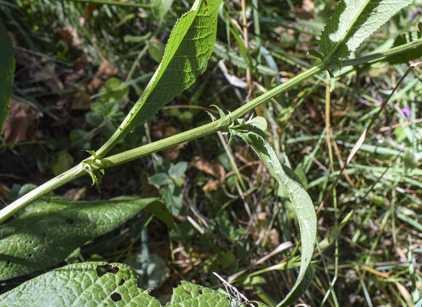 Image of Serratula tinctoria specimen.