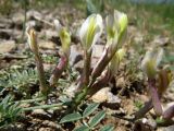 Astragalus bossuensis. Верхушки побегов с соцветиями. Казахстан, Южно-Казахстанская обл., Сырдарья-Туркестанский государственный региональный природный парк, Боралдайский филиал, ≈ 1200 м н.у.м., петрофитное сообщество. 13.05.2024.