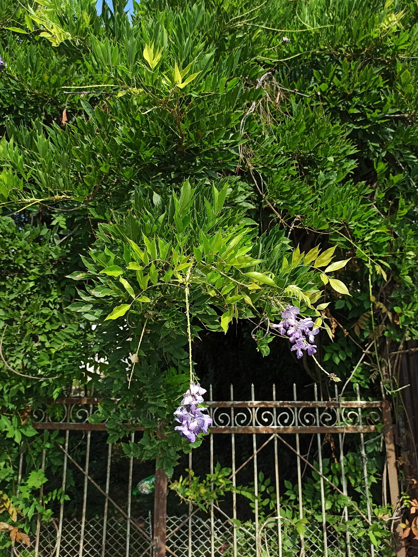 Изображение особи Wisteria sinensis.