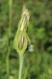 Tragopogon pratensis. Соплодие. Ленинградская обл., Лужский р-н, окр. дер. Кемка, пойма р. Луга, высокая грива, разнотравный луг. 13.06.2024.