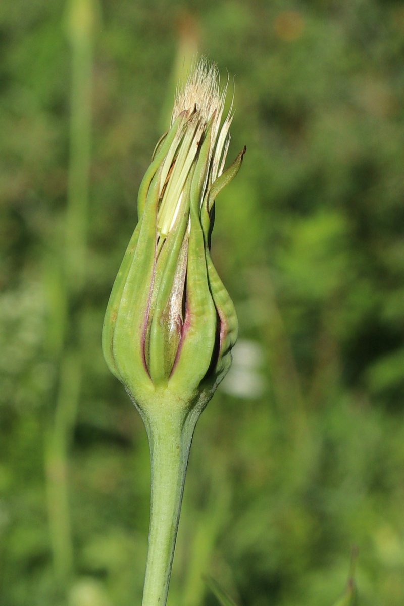 Image of Tragopogon pratensis specimen.