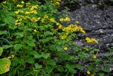 семейство Asteraceae. Верхушки цветущих растений. Китай, провинция Хунань, гора Тяньмэнь, у подножия скалы. 09.06.2024.