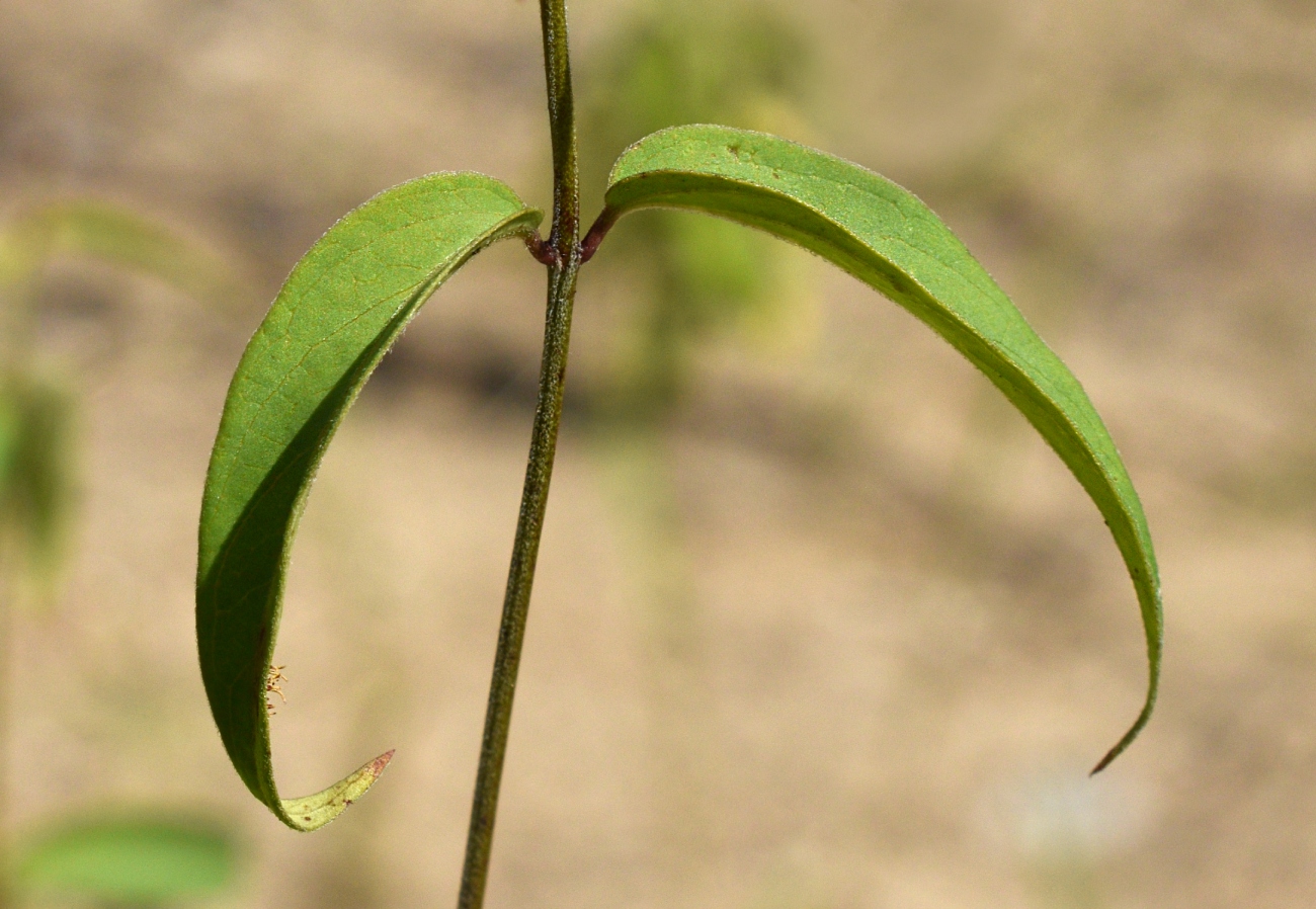 Image of Vincetoxicum hirundinaria specimen.