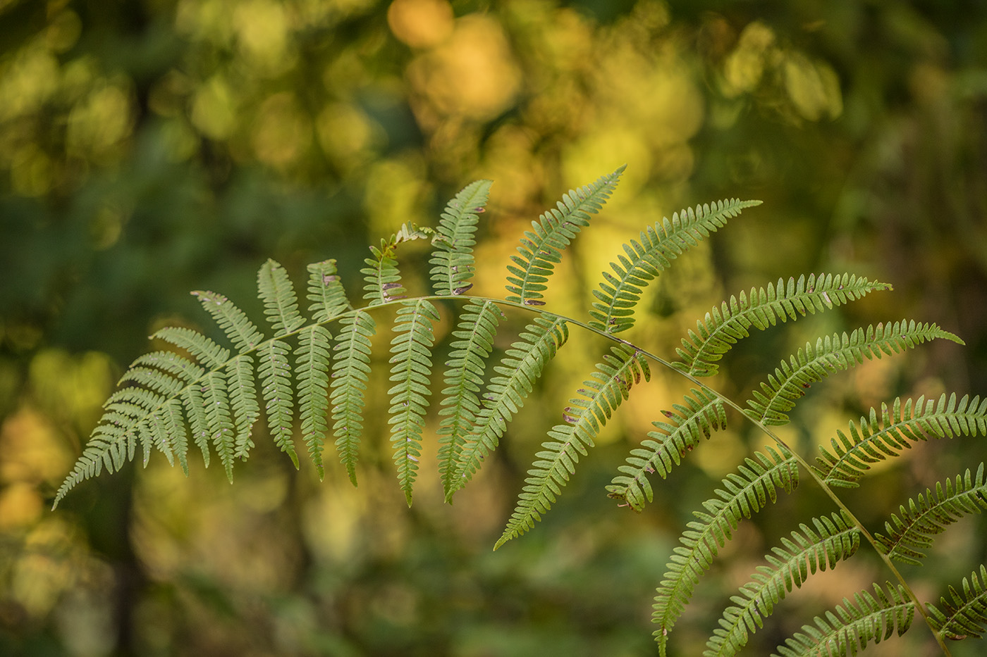 Image of genus Pteridium specimen.