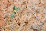 Erodium oxyrhynchum. Побеги заканчивающего вегетацию растения с притаившимся цветочным пауком. Казахстан, Алматинская обл., горы Богуты, пестроцветы. 24 июля 2024 г.