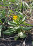 Senecio pseudoarnica. Цветущее растение на границе пляжа в сообществе с Leymus mollis. Камчатский край, Елизовский р-н, берег Авачинского залива, Халактырский пляж. 08.08.2024.